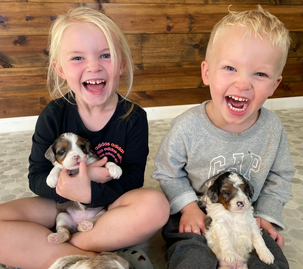 Sadie Reggie F1B Mini Bernedoodles